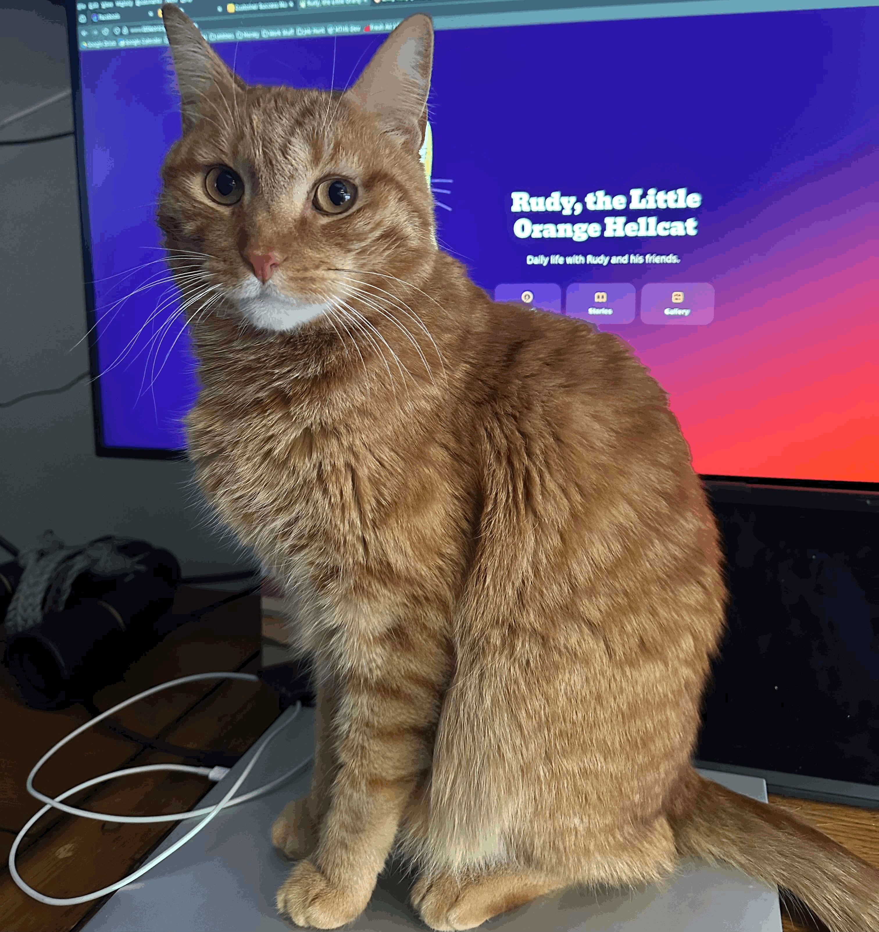 Rudy sitting by the computer