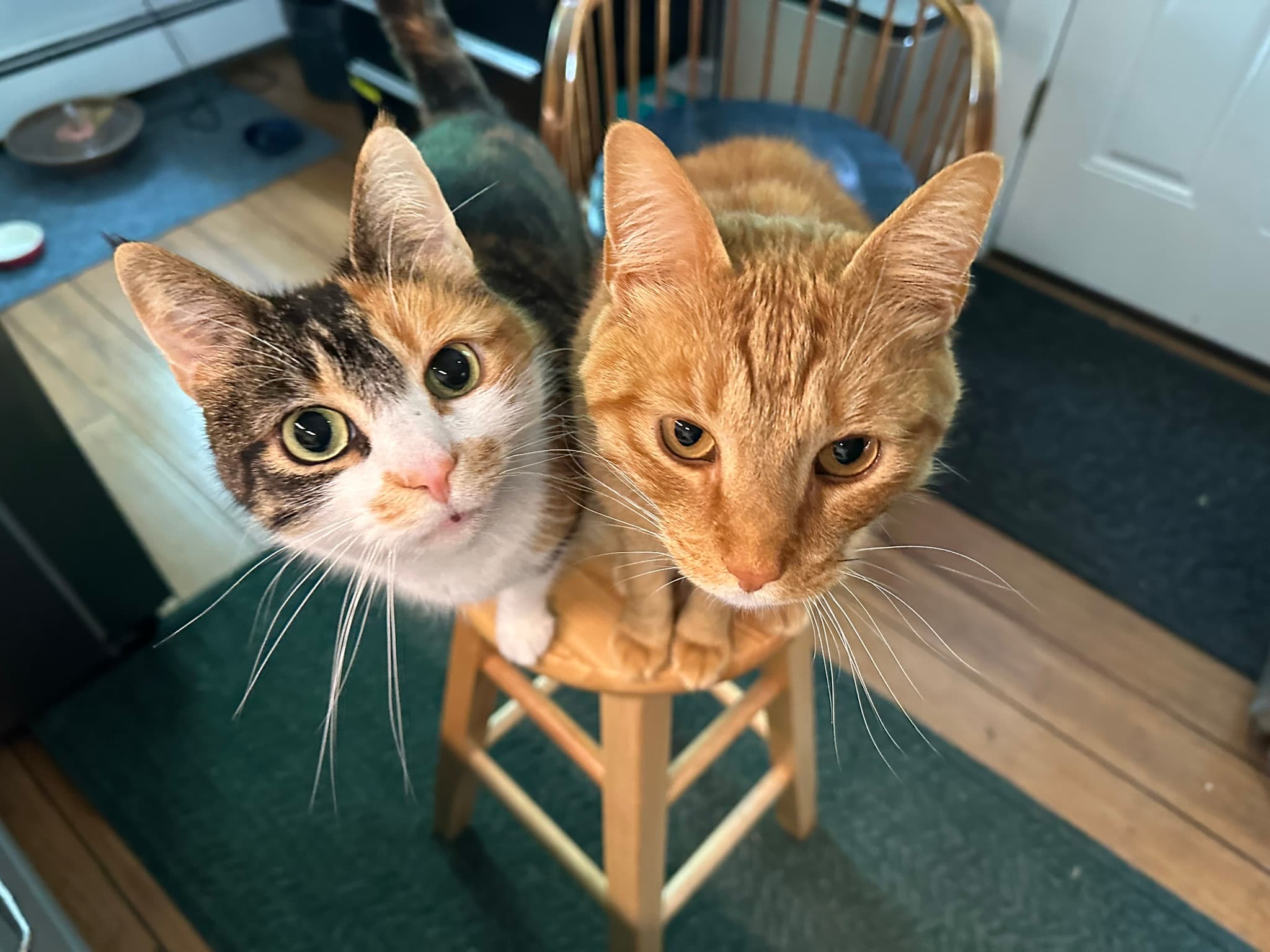 Rudy and Rosie begging