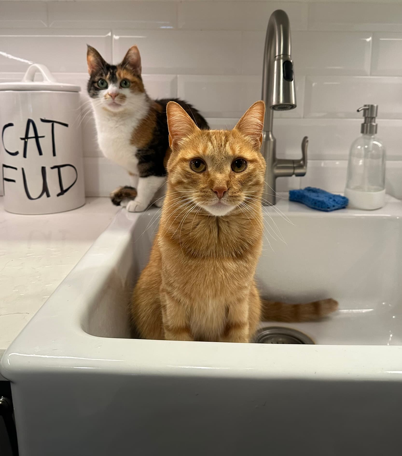 Rudy looking mischievous