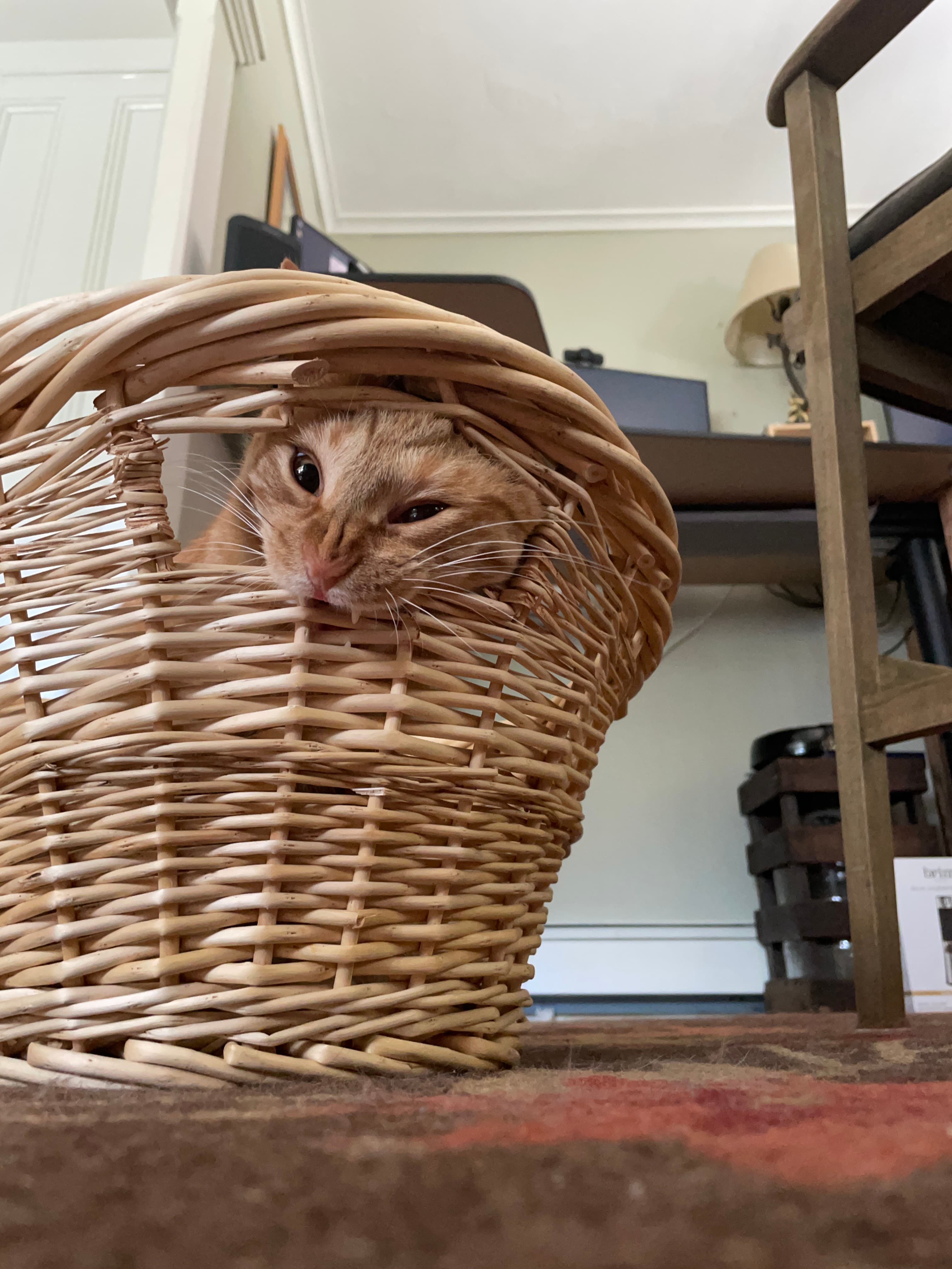 Rudy staring out window