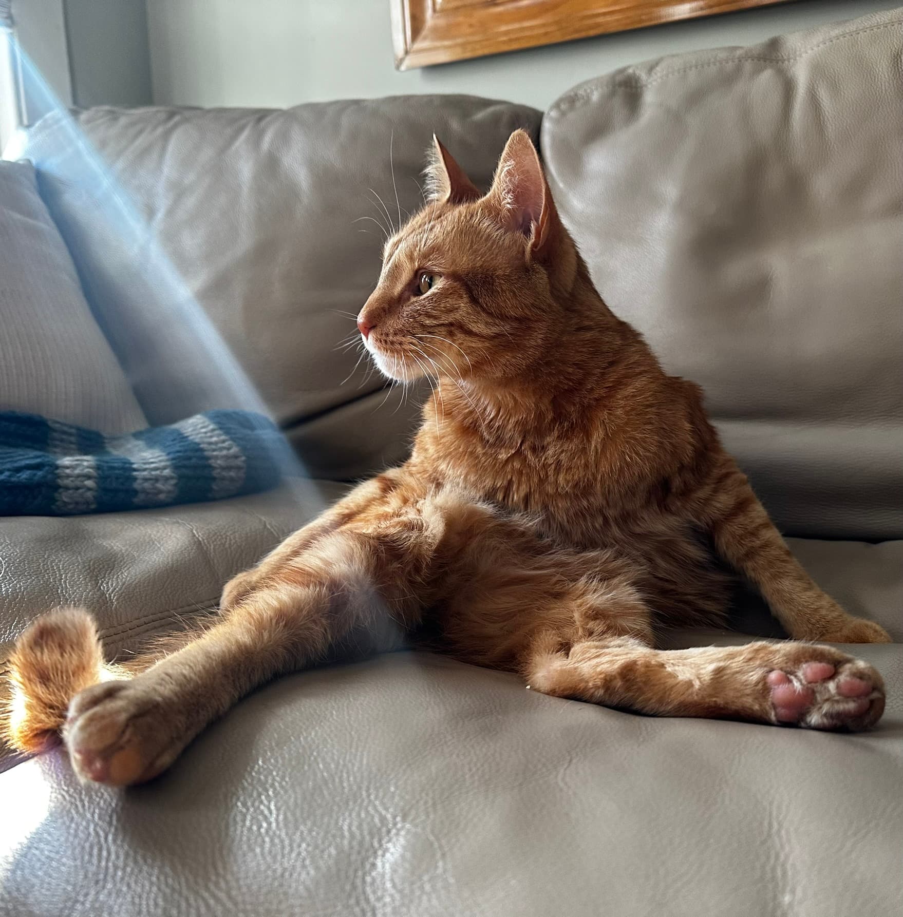 Rudy grooming in the sun